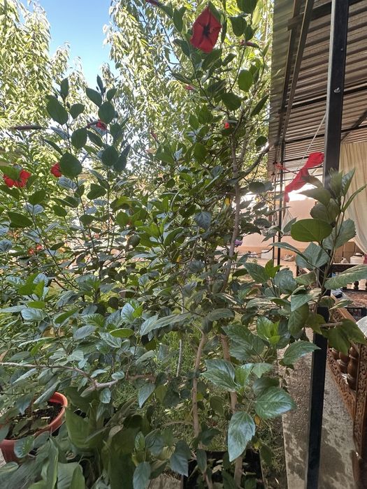 Хитой атиргули, Мушки анбар гуллари сотилади  нархи 400 минг сумдан