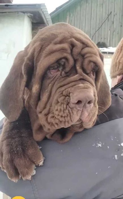 Щенок мастино неаполитано