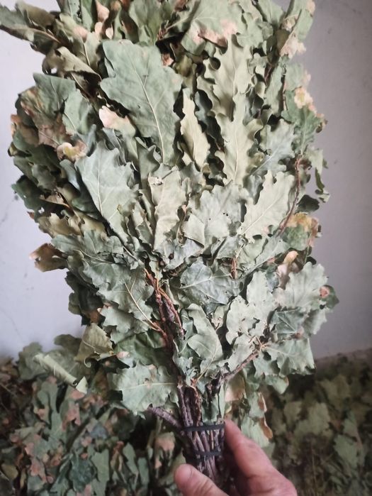 Веники дубовые,для бани