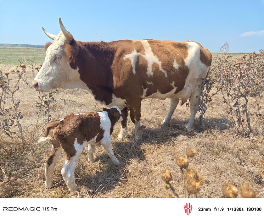 Vaca mare cu vițel tauras