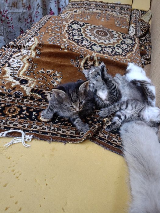 Отдам, котят бесплатно.
