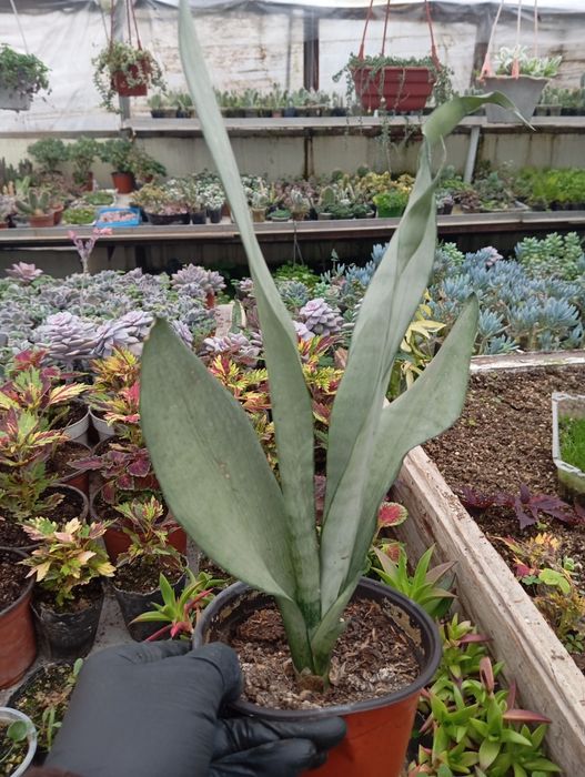 Продаются цветы-подарки для женщин к 8 марта. Большой ассортимент