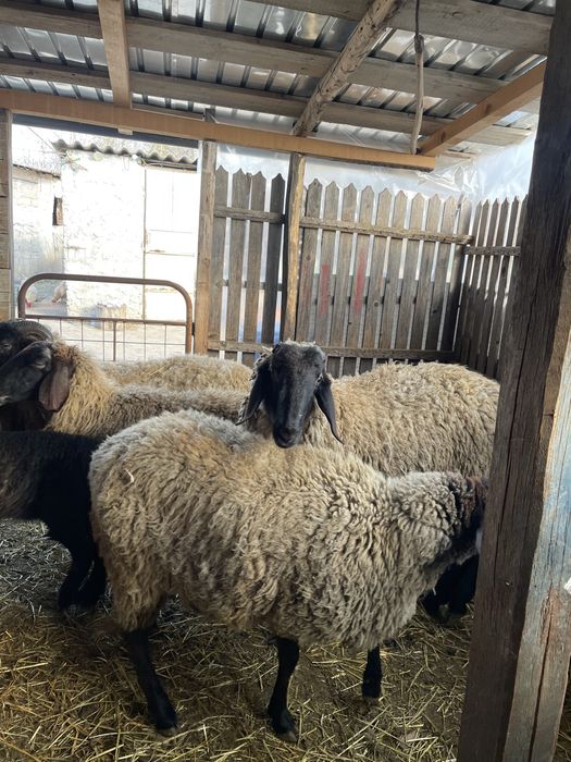 De vanzare oi cu mieluți