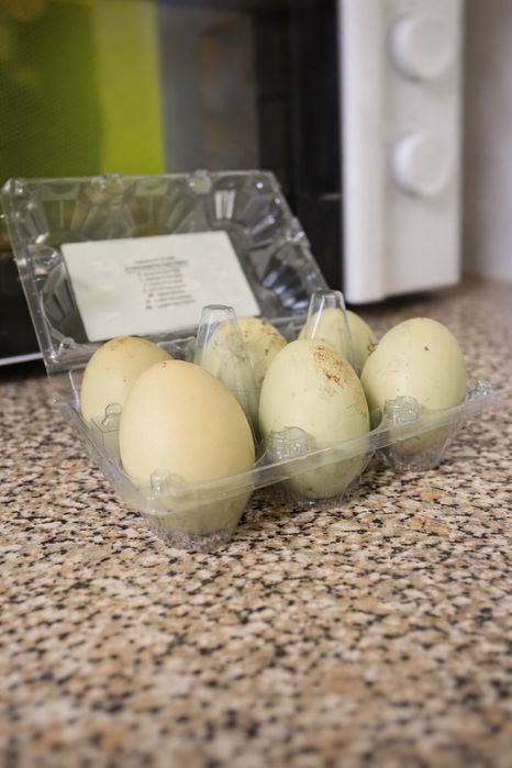 Оплодени Яйца от Шведски Исбар 0.80€