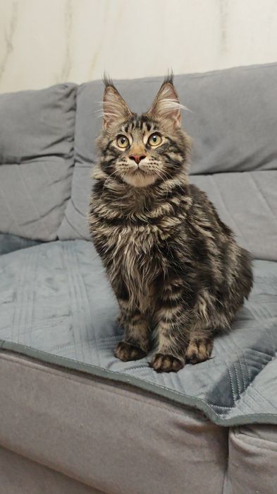 Мейн Кун мальчики