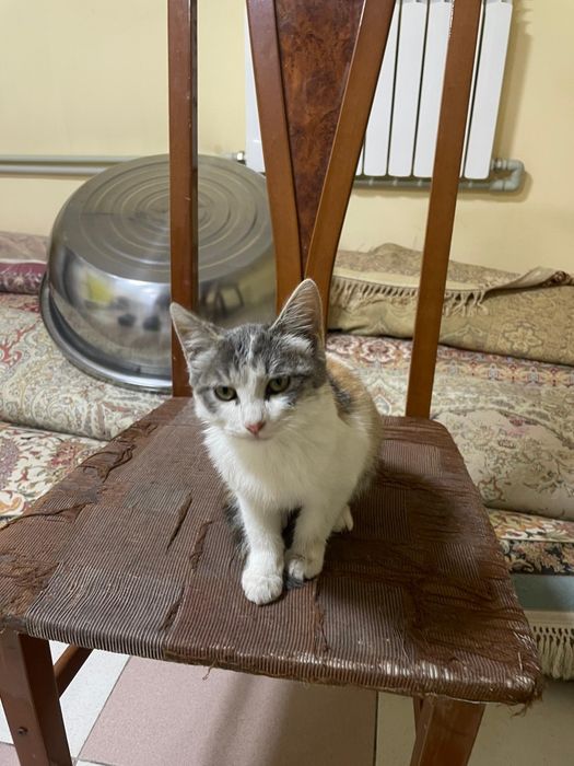 Котёнок-девочка 3–4 месяца ищет дом