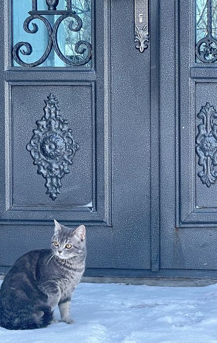 Котик смесь британец