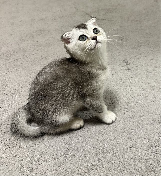 Продается британский котенок окрас шиншилла