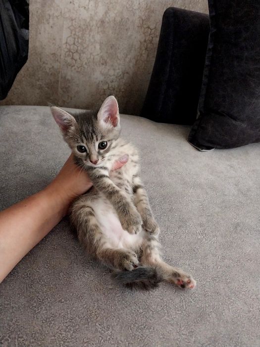 Котенок. Девочка. Даром.