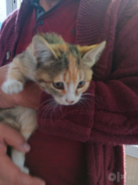 Кошка и два кота