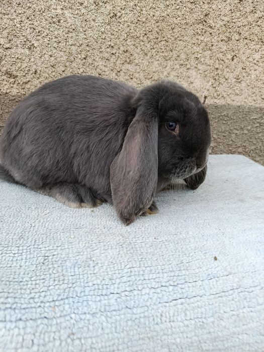 Iepuri berbec german albastru diferite varste