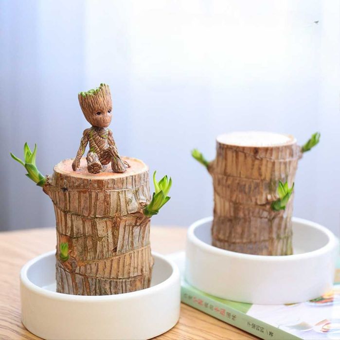 Подарок "Живое дерево"