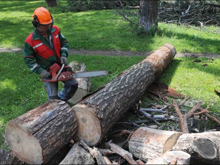 Ағаш кесу спилим деревья