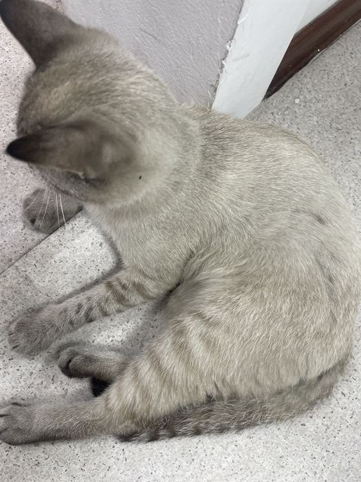 Кот Тимоша Бесплатно