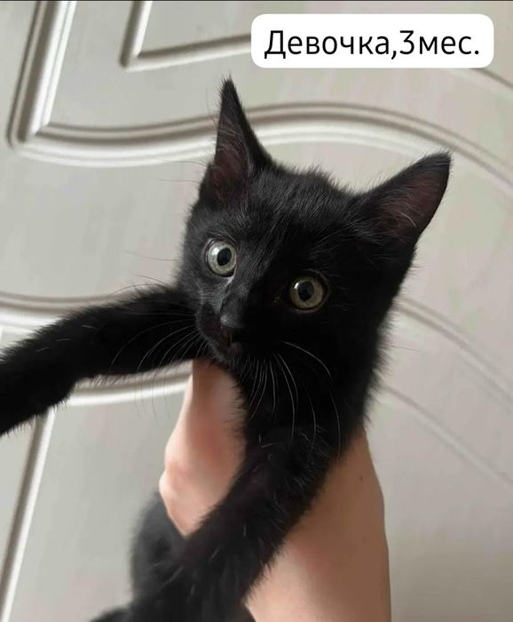 Отдам в добрые руки