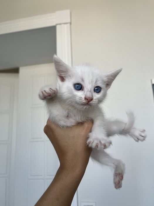 Британские короткошерстные котята