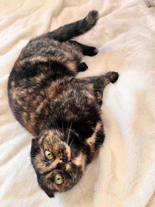 шотландская молодая кошечка в добрые руки