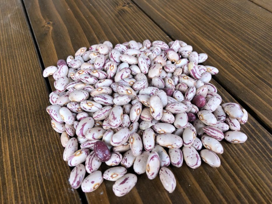 Fasole pestrita soiul cranberry pentru semanat sau consum