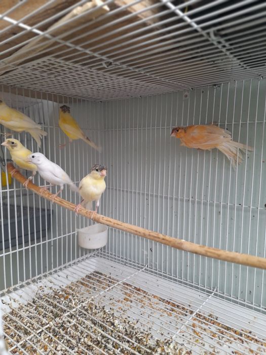 Канарейкалар сотилади.