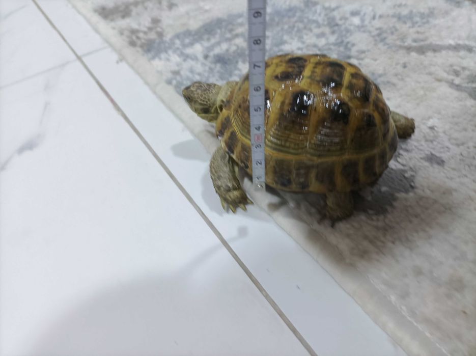 Toshbaqa sotiladi! (Продается черепашки!)