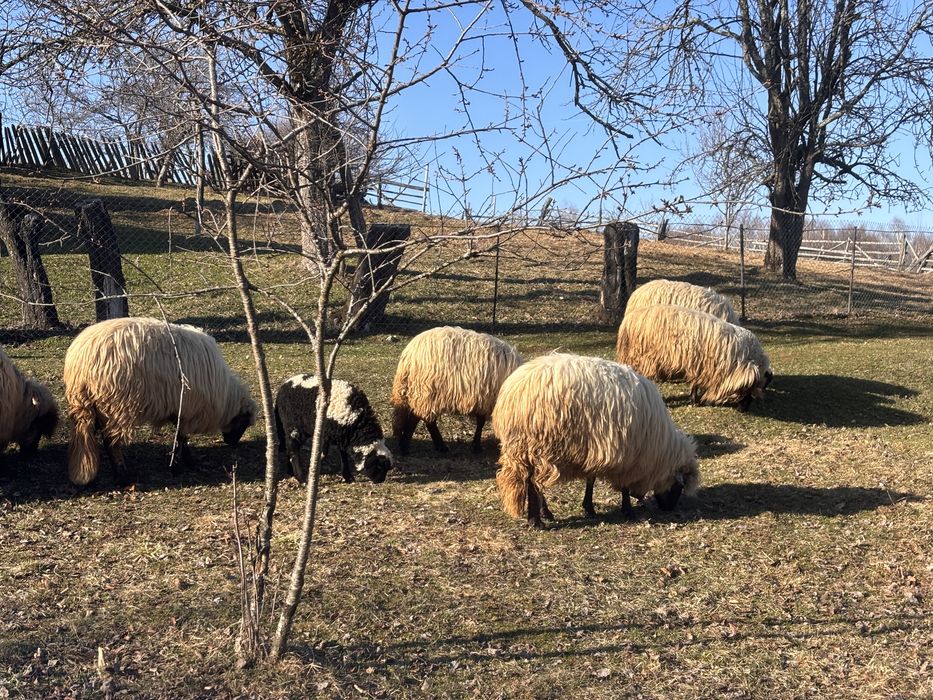 Miei de vanzare urgent