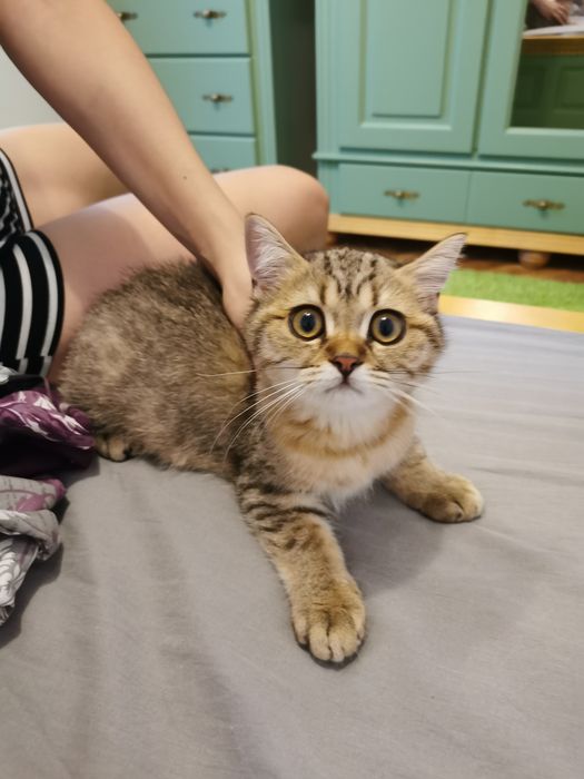 British shorthair cu pedigree golden