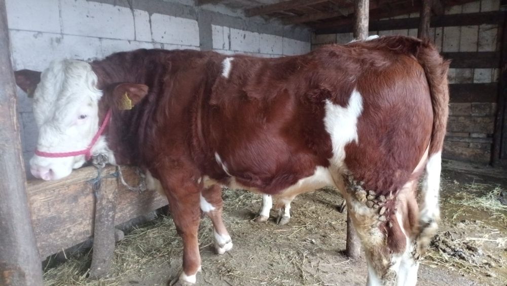 Vând taur original din montă