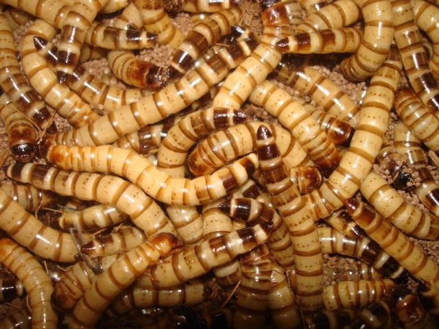 Продаем Зоофобуса