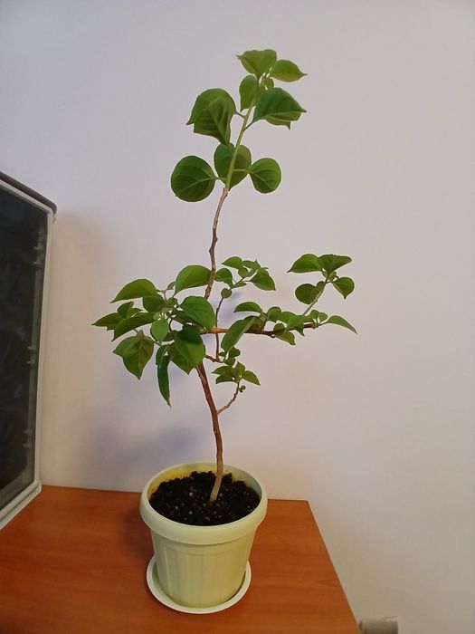 Бугенвиллея молодое растение