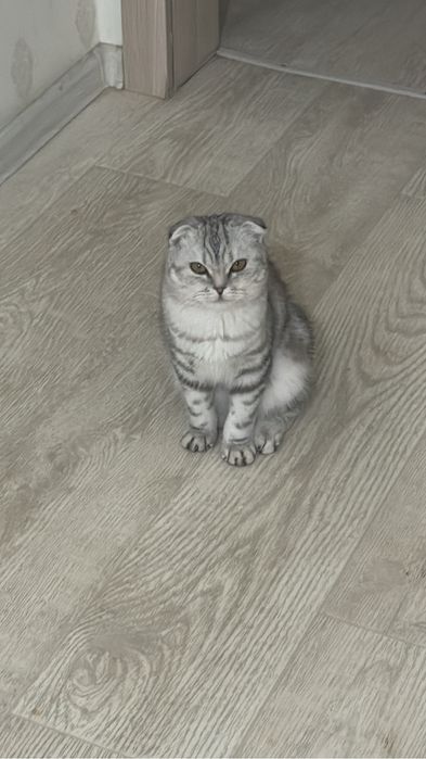 Продается кошка вислоухая шотланка