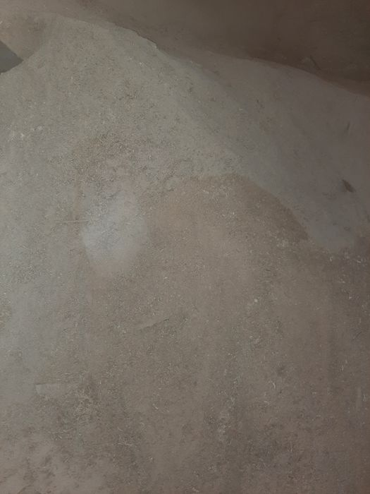 Қайрағаш апилкасы