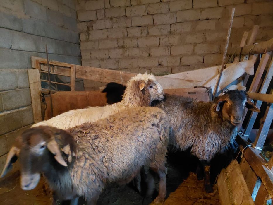 Бараны Семи Бордакы