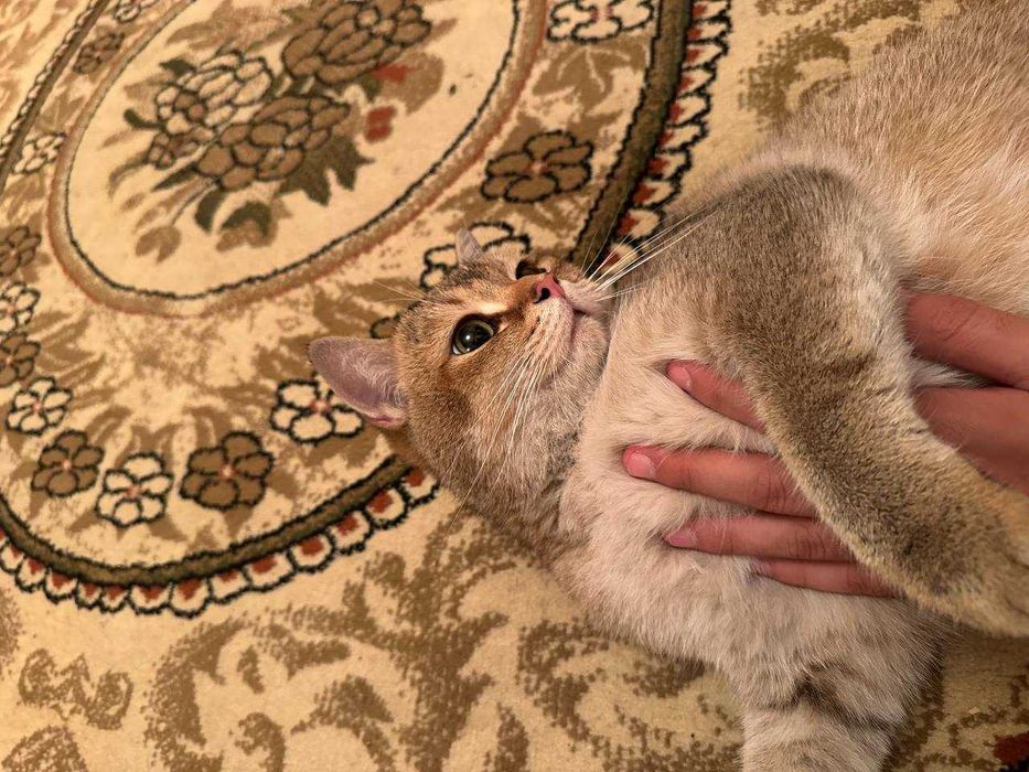 Продается Кошка Порода Скотиш Страйт