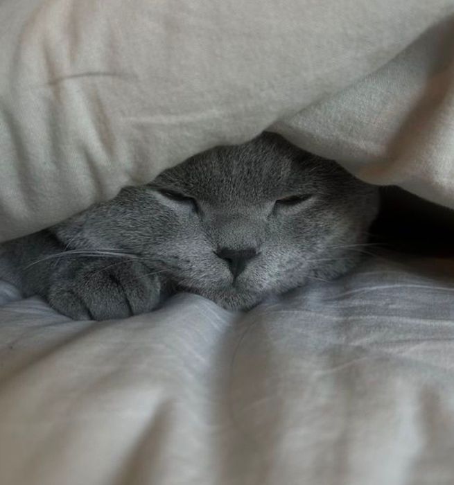 Pui british shorthair