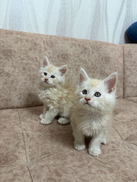 Котята Мейн-кун , великаны