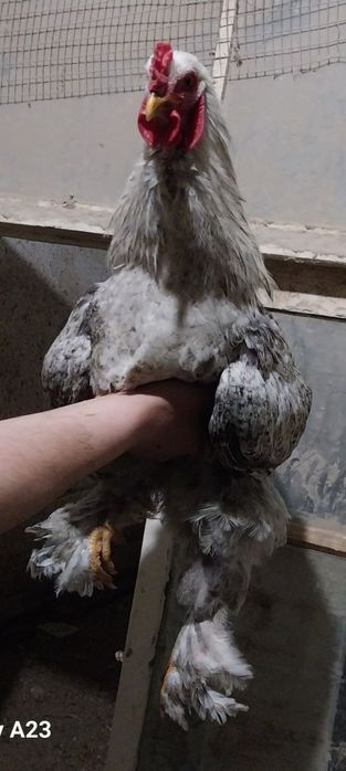 Брама хуроз домашний