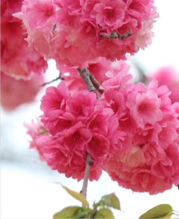 Продам дерево Сакура!