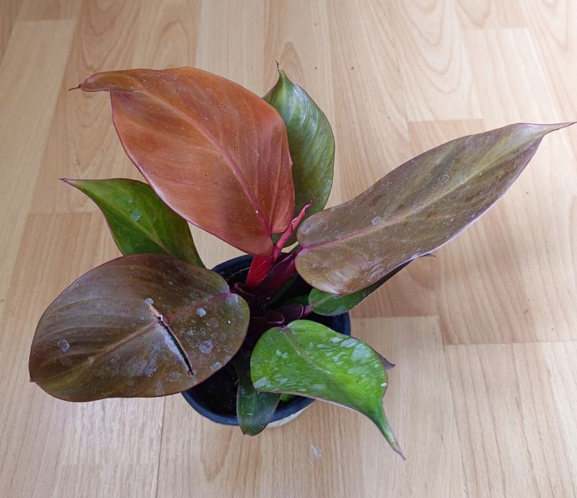 Продам Филодендрон.