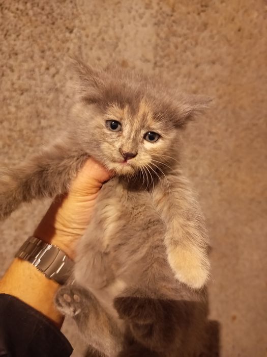 Отдадим котят смешанной породы