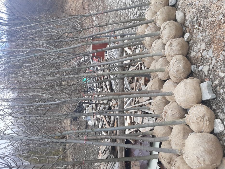 Vindem mesteacăn tei platan stejar frasin etc