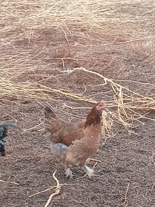 Продаются Петухи