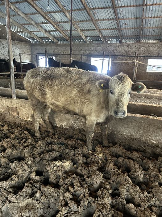 Семыз сиырлар сатылады !