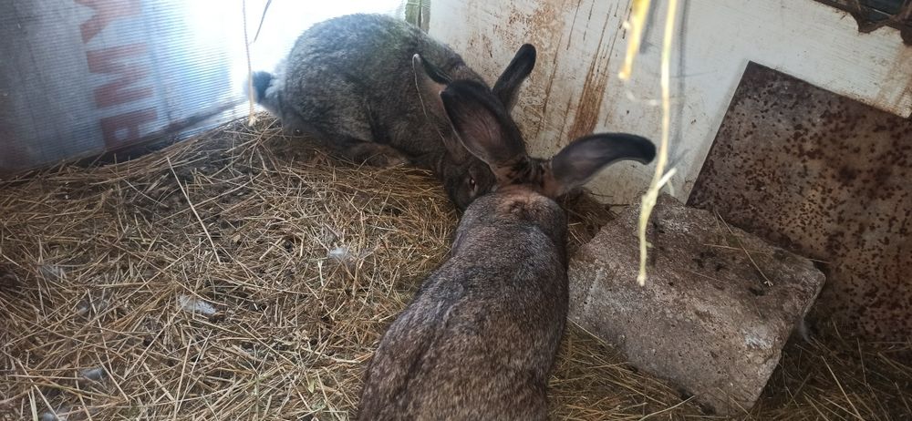 Uriaș german diferite vârste de