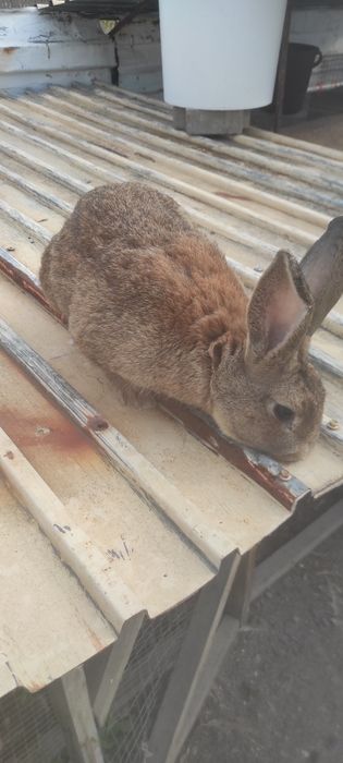 Продам взрослых кролей