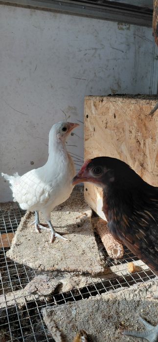 Pereche gaina pitica si cocos