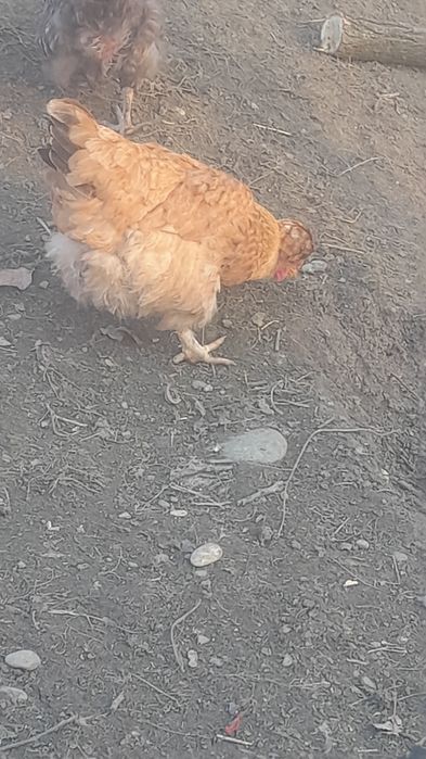 De vânzare Ouă de găină moțate pentru incubat