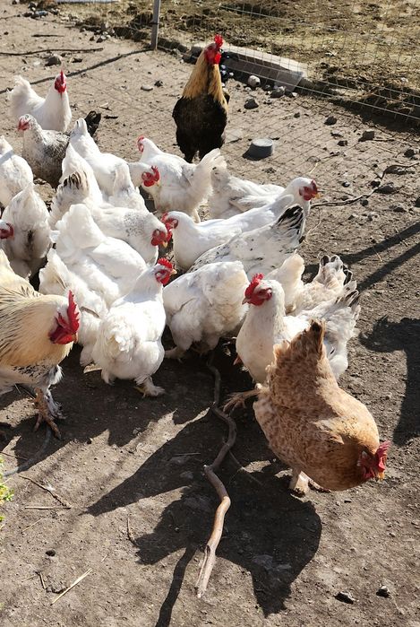 Vând oua incubat gaini incaltate/cocoși încălțați si matase japoneza