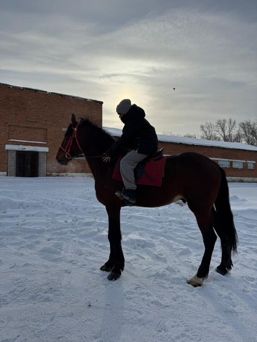 Продаётся  жеребец орловской породы