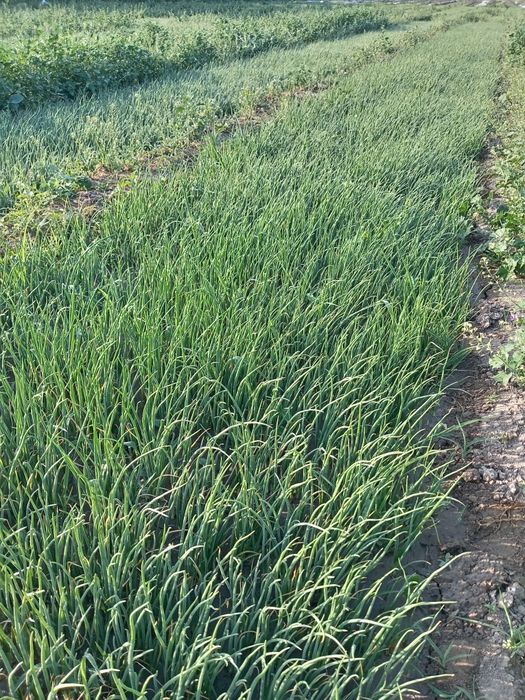 Piyoz ko'chat sotiladi