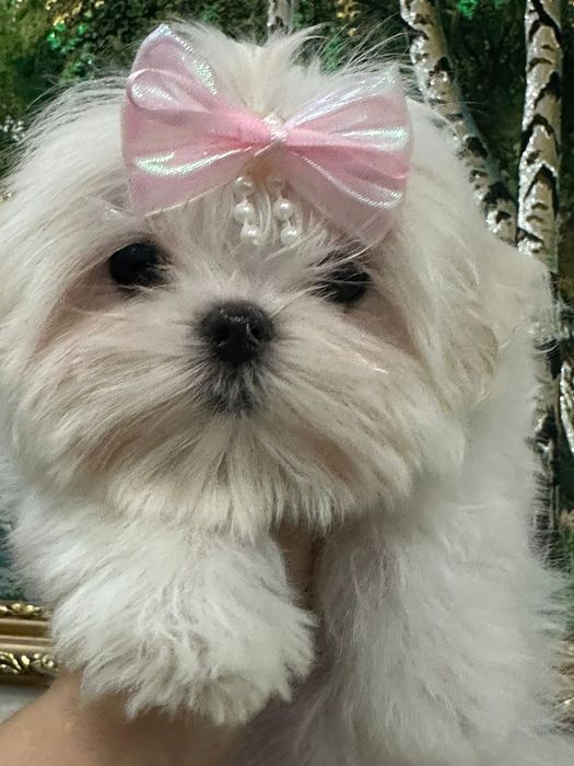 Мальтезе девочка миничка